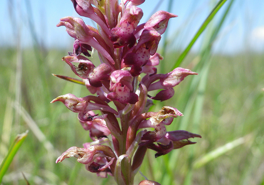  блощична (Anacamptis coriophora)
